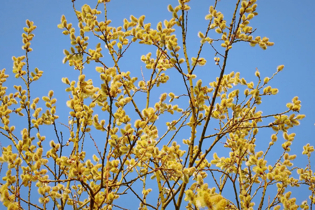 How to Plant a Willow Tree in the UK: A Step-by-Step Guide