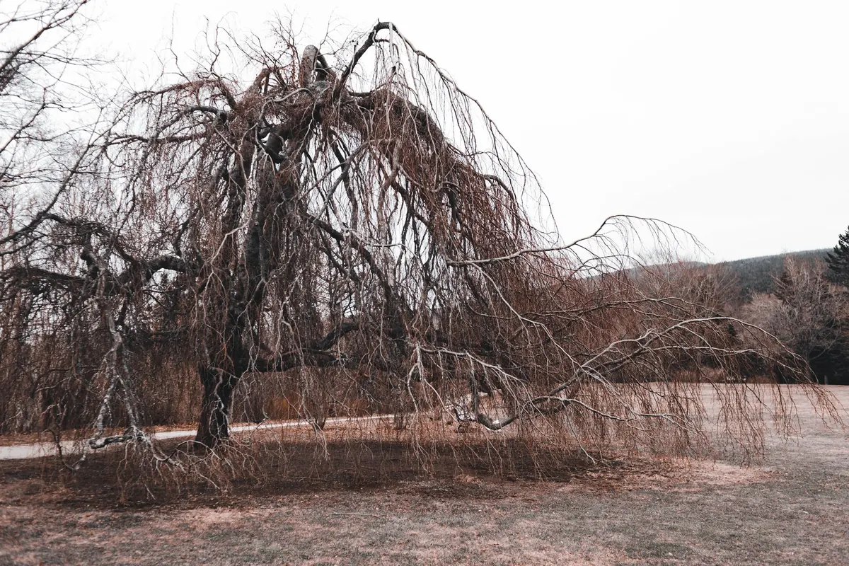 When to Prune a Weeping Willow: A Month-by-Month UK Guide